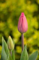 single tulip with green background
