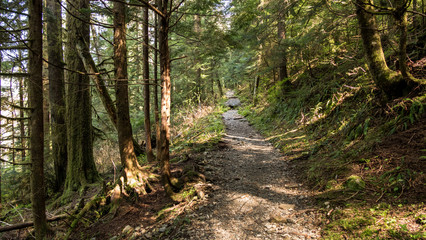 rough trail in forest