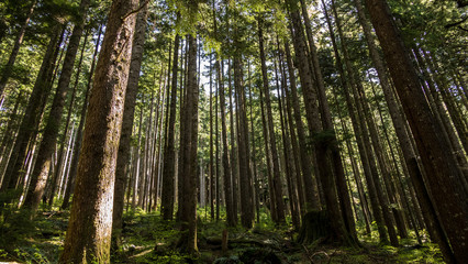 Fototapeta na wymiar forest covered with straight tall trees
