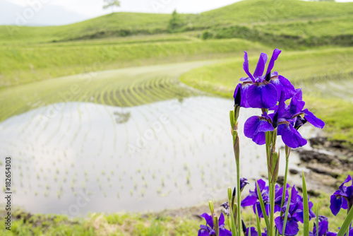 田の脇に咲く青紫のアヤメの花 Wall Mural Wallpaper Murals Varts