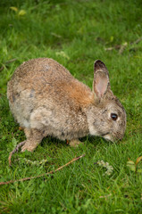 brown rabbit eating grass