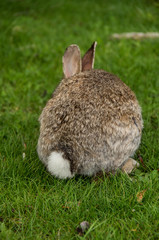 rabbit showing cotton ball like tail
