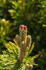 pine needles and tiny red flowers