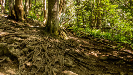 tree with huge root system