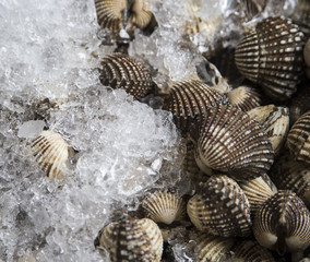 Fresh cockles on ice