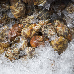 Fresh babylon on ice