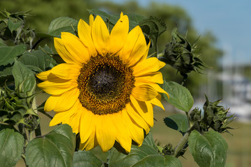 Obraz premium sunflower under the sun