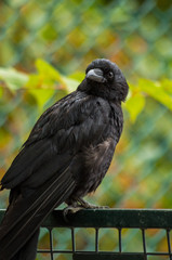 Fototapeta premium crow looking towards you