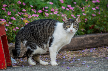 cat standing in front of Garden looking at you