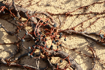 Berry in some sort winter on the dry climber tree climbed on the mortar wall. Closeup some kind of small berry on the branch and dry leaves of tree climbed on the cement wall with sunlight.