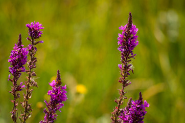 pink Toadflax flowers in the field with green background