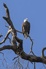 Bald Eagle outside Los Angeles