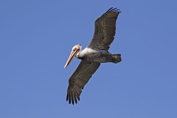 Bird brown pelican flying high above wetlands