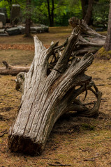 cut tree trunk with roots laying on the ground in the garden.