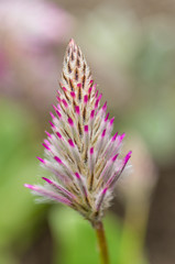 triangle flower with pointy petals 