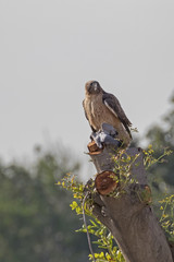 Hawk at tree perch in Los Angeles