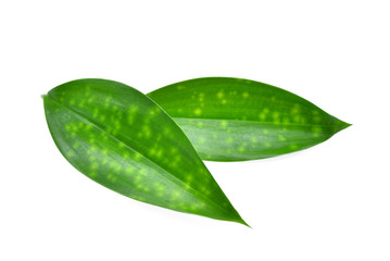 close up of two green leaves isolated on white background