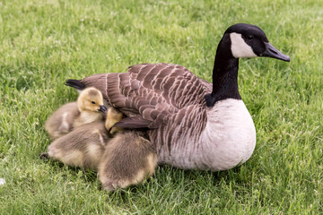 Obraz premium Mother Goose