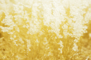 View of the sunset through flowering grass, Field of grass during sunset for background (soft focus)