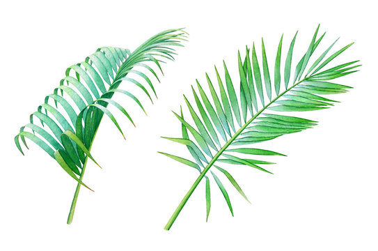 Watercolor collection of  leaves of the coconut palm isolated on white background.  Hand drawn elements for floral tropical design.