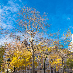 Obraz premium Paris, beautiful facades hidden behind autumn trees, in the 11e district 