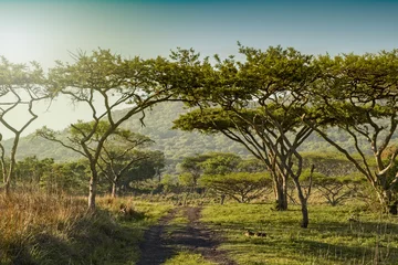 Schilderijen op glas zuid afrika drakensbergen steegje © mezzotint_fotolia