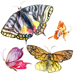 Exotic butterfly wild insect in a watercolor style isolated. Full name of the insect: butterfly. Aquarelle wild insect for background, texture, wrapper pattern or tattoo.