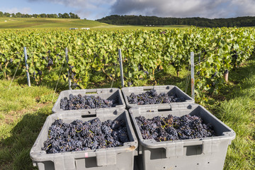 Pinot Noir Harvest Champagne