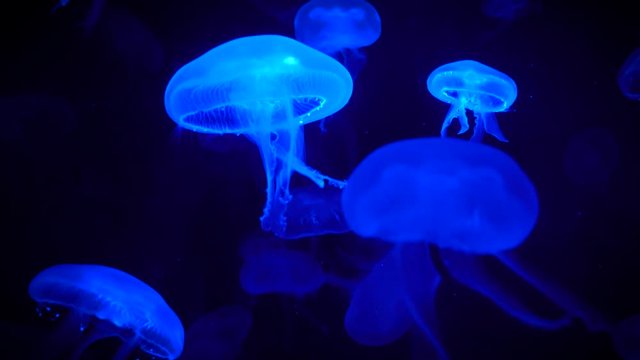 Color Changing Jellyfish  in Aquarium pool 4k 