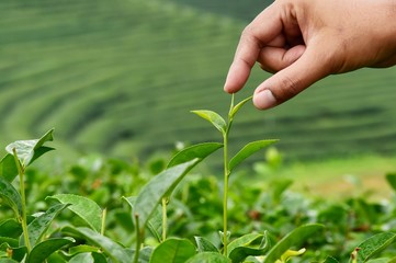 Fototapeta na wymiar Close up of hand to harvest tea at farm in tea plantations, Thailand