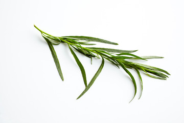 Fototapeta premium Estragon (Artemisia dracunculus); ein Zweig Estragon auf weißem Hintergrund