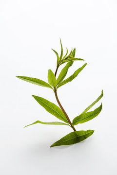 Zitronenverbene  (Aloysia citrodora) auf wei&szlig;em Hintergrund