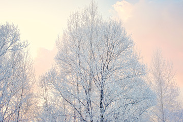 Snowy frozen landscape of sunrise on lakeside with trees
