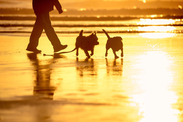 Dogs playing on the beach at sunset