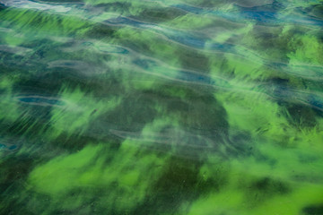 Surface of lake water blooming with plankton algae - obrazy, fototapety, plakaty