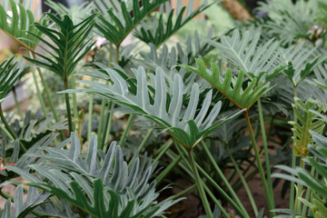 Philodendron tropical leaf in outdoor garden