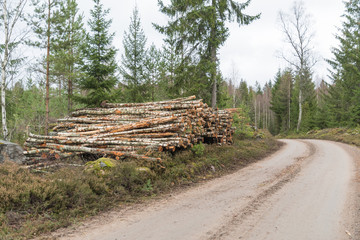 Birch pulpwood pile by roadside © olandsfokus