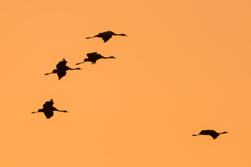 Silhouette von Kranichen am Abendhimmel
