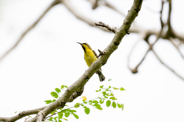 Olive-backed sunbird or Yellow-bellied sunbird