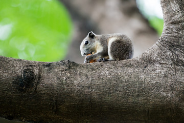 Variable Squirrel eating fruit on the trees