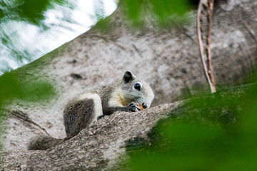 Variable Squirrel eating fruit on the trees