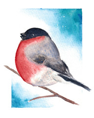 Watercolor hand drawn illustration of bullfinch on a branch on a blue background art