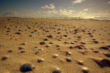 Muscheln am Strand