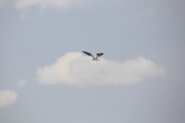 A black headed gulls flying in the sky