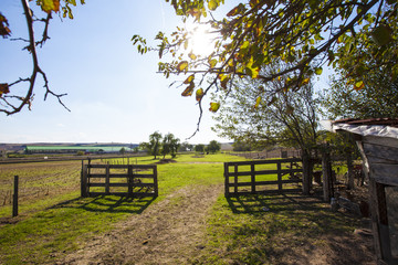 country side scene in the sun light