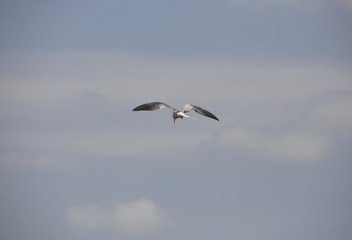Fototapeta premium A black headed gulls flying in the sky