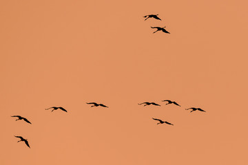 Silhouette von Kranichen am Abendhimmel