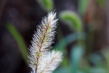 Grass flower on white color with blur background. Closeup of flowering grass on blur background.