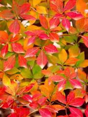 紅葉のドウダンツツジ