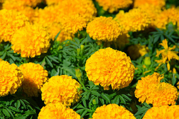 Marigolds (Tagetes erecta, Mexican marigold, Aztec marigold, African marigold)